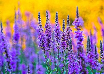 改造杀戮机器《铁拳8》布莱恩弗瑞预告